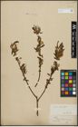 Foto von Salix alba L. x Salix fragilis L.